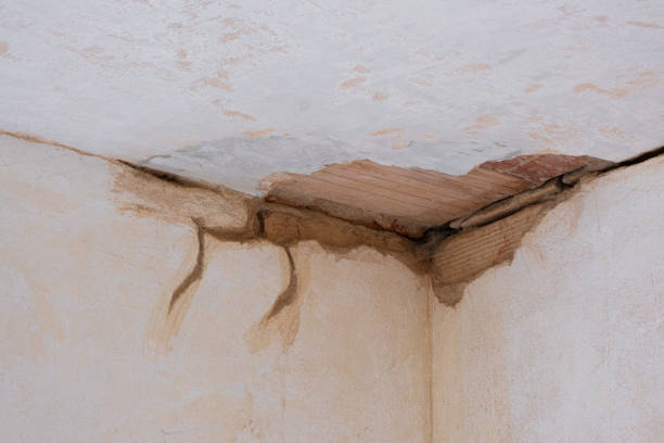 Best Carpet water damage restoration  in Sussex, WI
