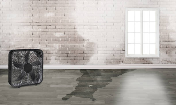 Best Flood damage cleanup  in Sussex, WI